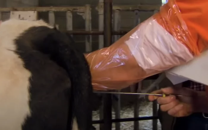 Dairy cow being inseminated